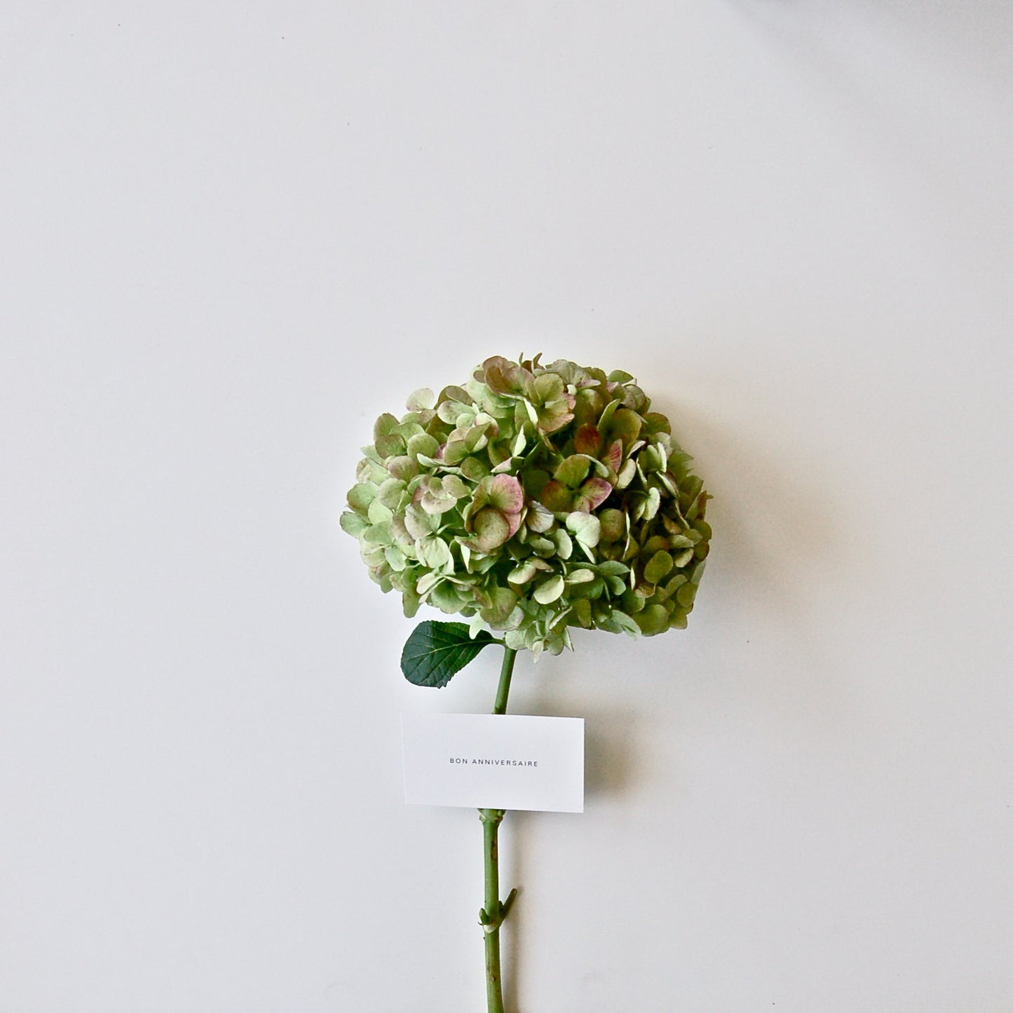 All Occasion Bouquet Enclosures